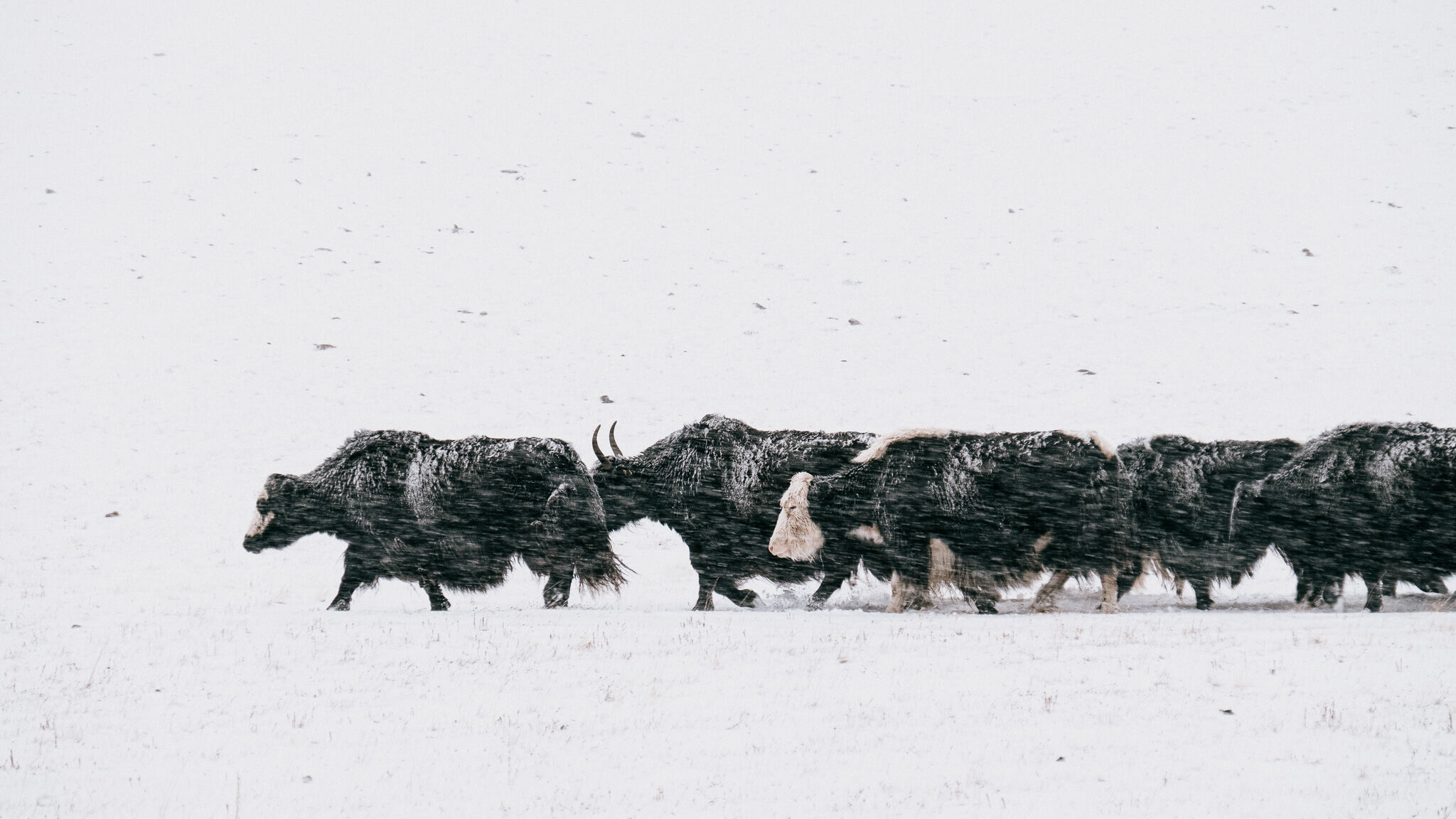 Yaks pushing through fresh snow in a storm