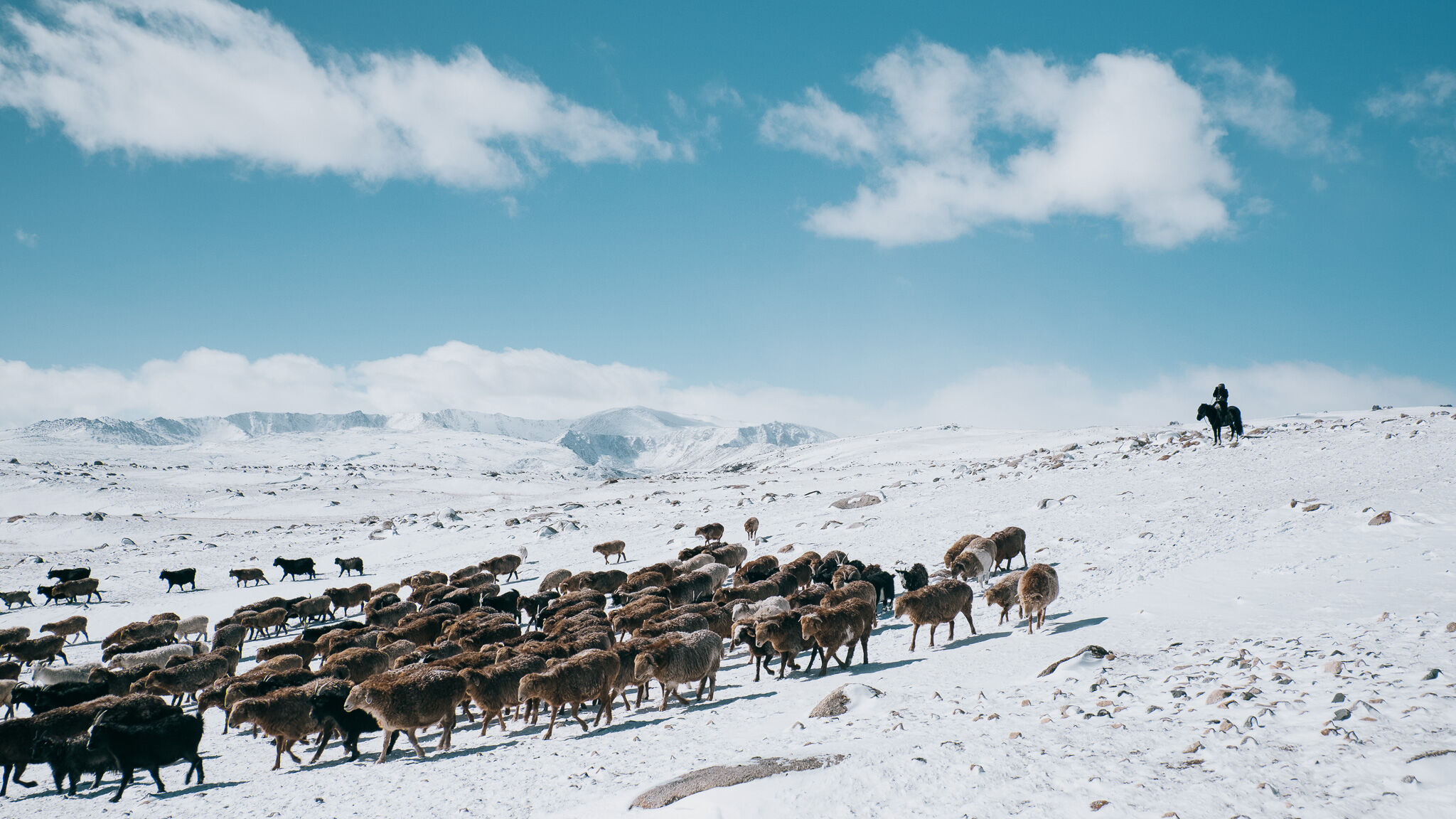 A herd crossing snowfields under a wide sky